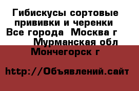 Гибискусы сортовые, прививки и черенки - Все города, Москва г.  »    . Мурманская обл.,Мончегорск г.